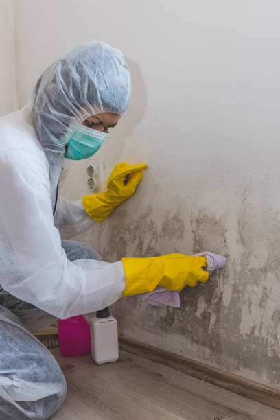 Mold Odor Removal Services in Bremen, GA