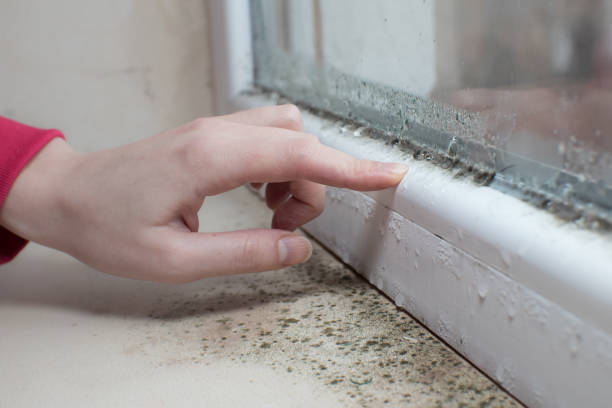 Best Biohazard Mold Removal  in Bremen, GA